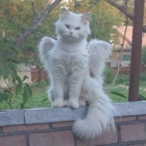 Meet your Posher, Mia